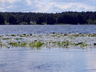 Teichrosen auf dem Bikowsee
